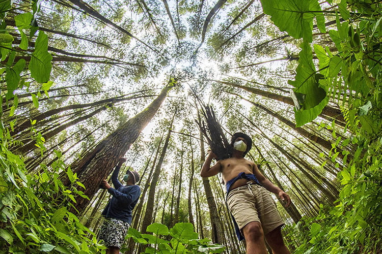 ‘Harmoni Hutan Pinus Candipuro’ Jawara Lomba Foto Petrogas